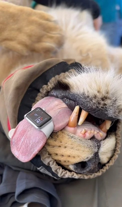 Apple Watch was used by veterinarians to perform surgery on a lion